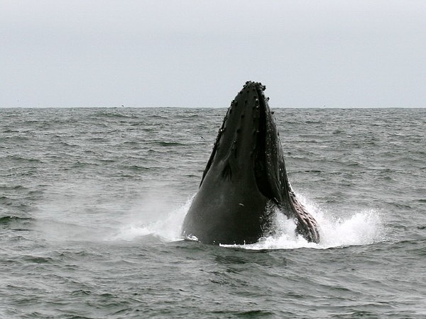 Humback Whale